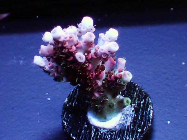 Australiaフラグ Acropora hyacinthusNo.01