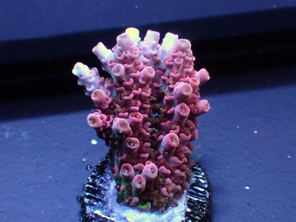 Australiaフラグ Acropora hyacinthusNo.02