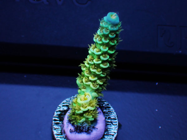 ATフラグ Acropora Tenuis-Super Saiyan-No.01