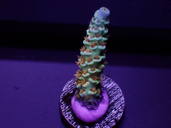 ATフラグ Acropora Tenuis-Super Saiyan-No.02