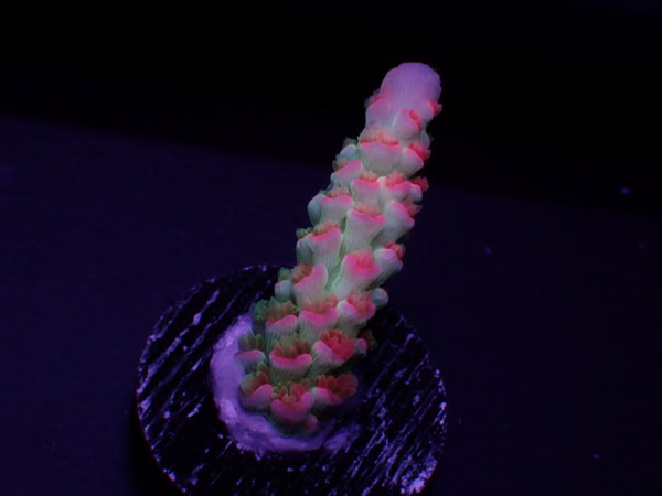 Indonesiaフラグ Acropora Vermiculata HomeWrecker TypeNo.01