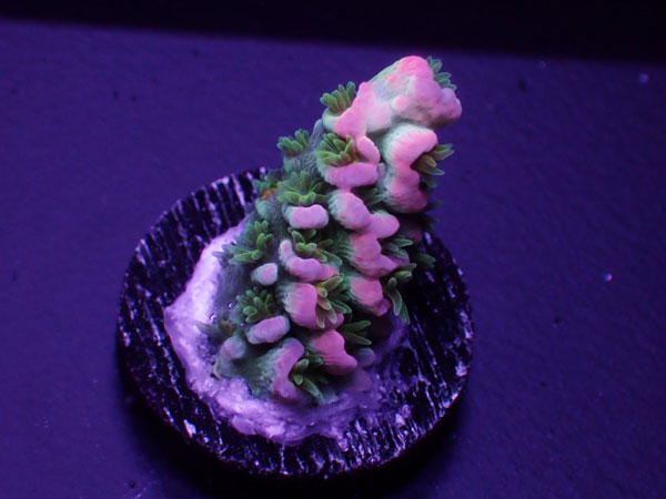 Indonesiaフラグ Acropora Vermiculata HomeWrecker TypeNo.02