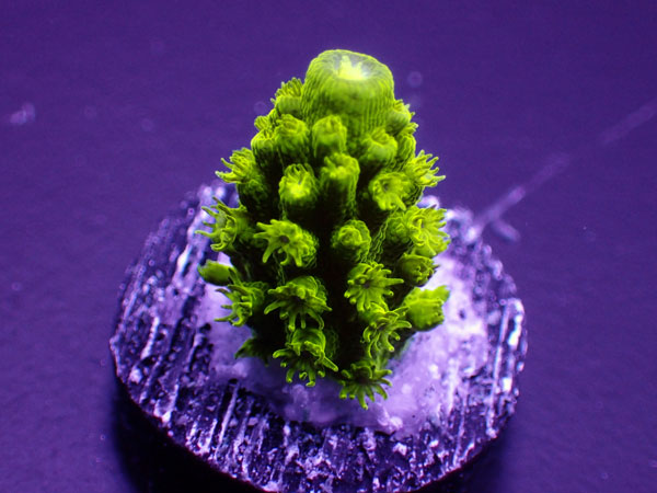 USA フラグSea Dwelling Creatures Green SlimerNo.03