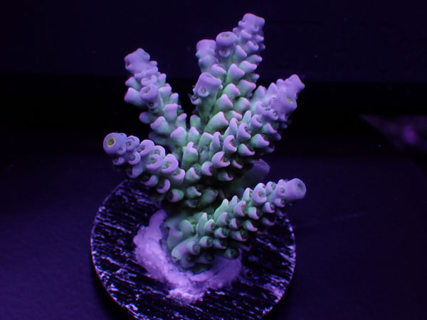 GB Indonesiaフラグ Acropora Tenuis  No.01