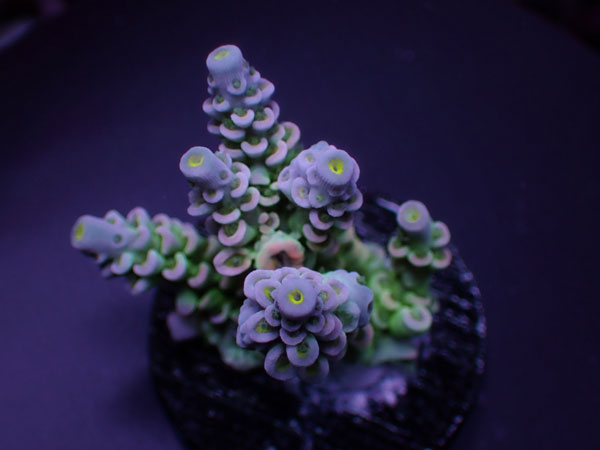 GB Indonesiaフラグ Acropora Tenuis  No.02