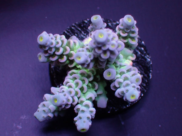 GB Indonesiaフラグ Acropora Tenuis  No.03
