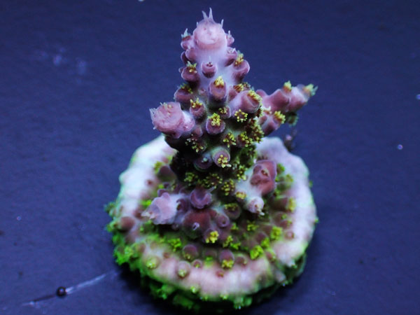 AT Signatureフラグ Notorius  No.01