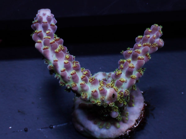 AT Signatureフラグ Notorius  No.02