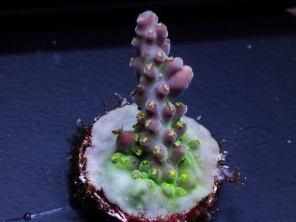 AT Signatureフラグ Notorius  No.03