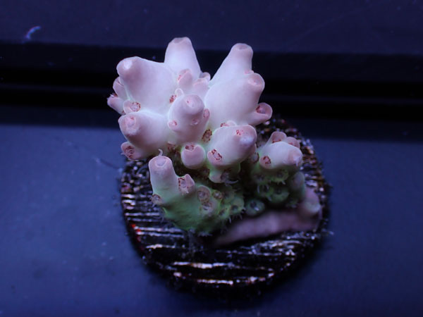 Australiaフラグ Acropora Sp.  No.01