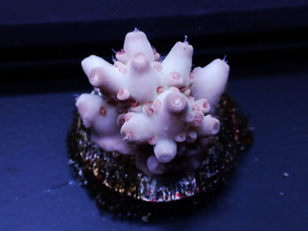 Australiaフラグ Acropora Sp.  No.02