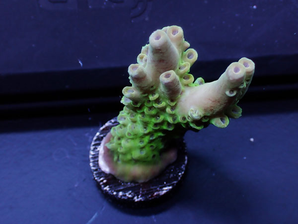 Australiaフラグ Acropora Apricus  No.03