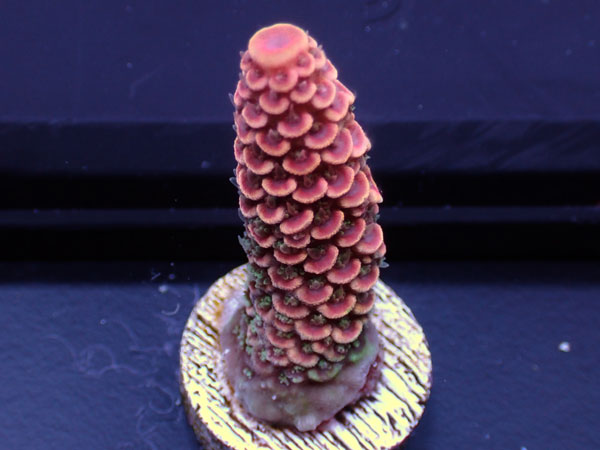 Australiaフラグ Acropora spathulata   No.03