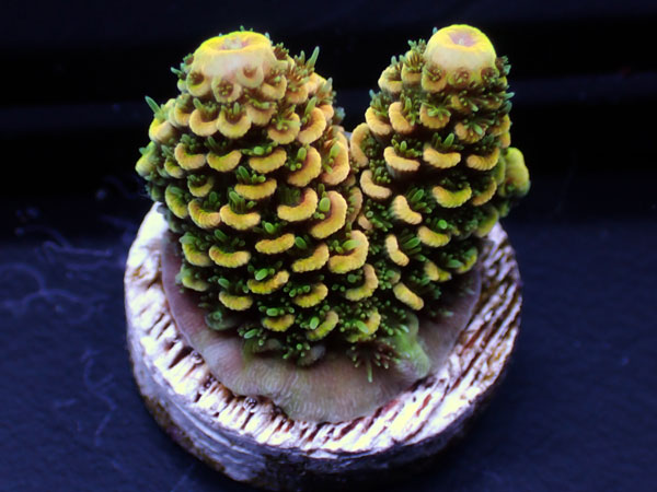 Australiaフラグ Acropora spathulata   No.04