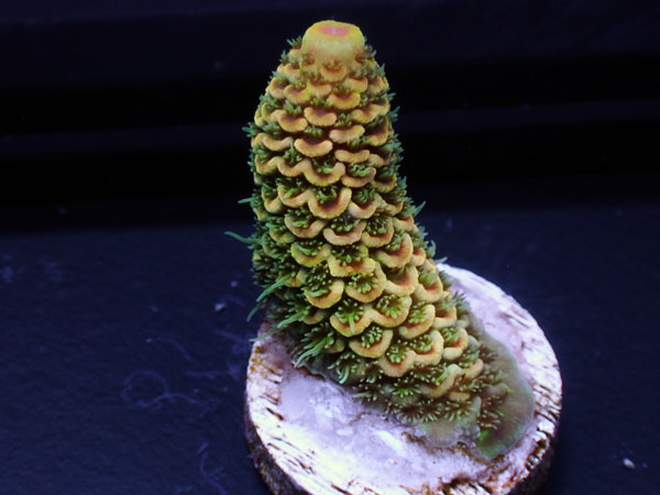 Australiaフラグ Acropora spathulata   No.05