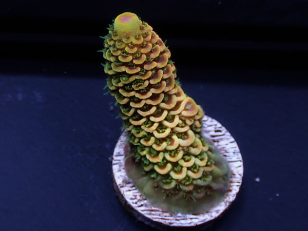 Australiaフラグ Acropora spathulata   No.06