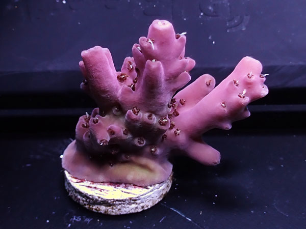 Australiaフラグ Acropora Apricus   No.04
