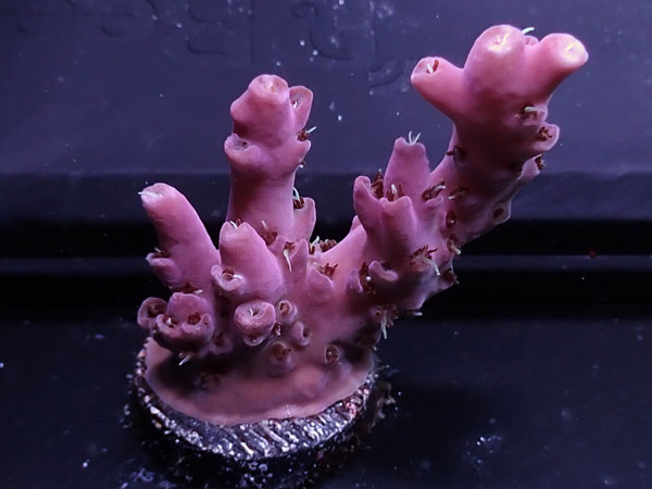 Australiaフラグ Acropora Apricus   No.05