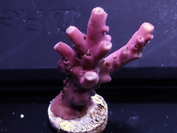 Australiaフラグ Acropora Apricus   No.06