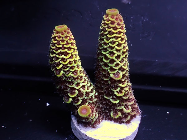 Australiaフラグ Acropora prostrata   No.01