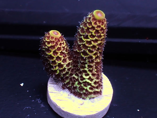 Australiaフラグ Acropora prostrata   No.02