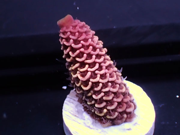 Australiaフラグ Acropora spathulata   No.08