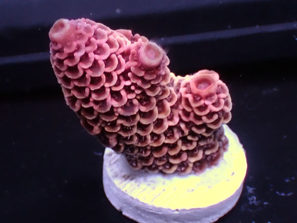 Australiaフラグ Acropora spathulata   No.09