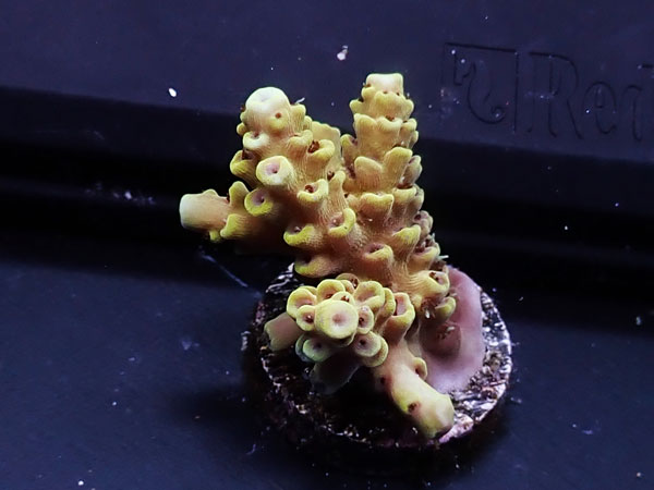 Australiaフラグ Acropora Sp. -Pikachu-  No.01