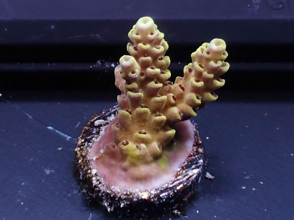 Australiaフラグ Acropora Sp. -Pikachu-  No.02