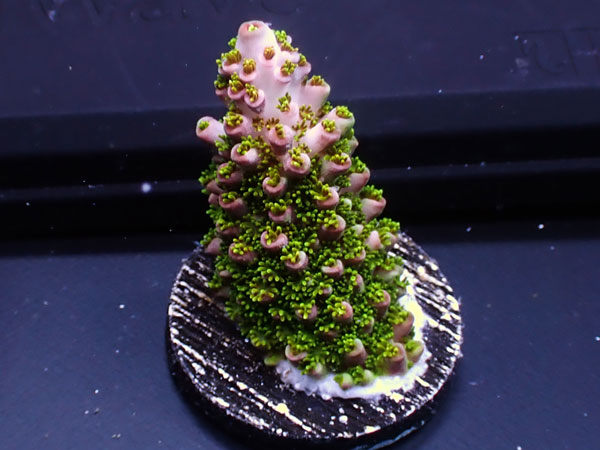 Australiaフラグ Acropora Robust No.01