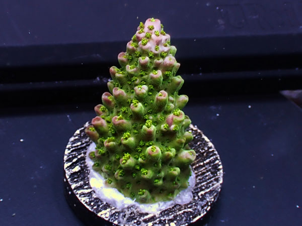 Australiaフラグ Acropora Robust No.02