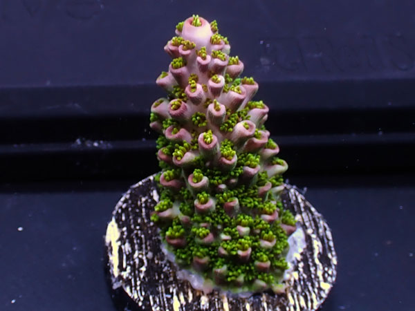 Australiaフラグ Acropora Robust No.03
