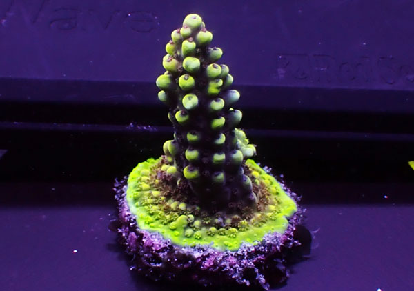Indonesiaフラグ Acropora Sp.-cadillac type No.01
