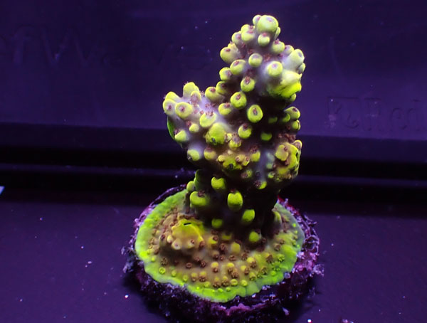 Indonesiaフラグ Acropora Sp.-cadillac type No.05