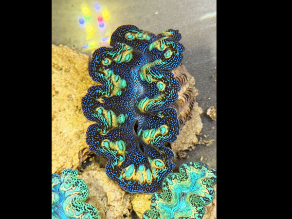 【現地買い付けセレクト個体】Prayclam Crosea Highest peak No.01