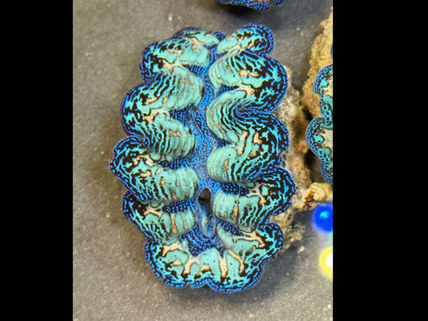 Prayclam Crosea Highest peak No.03