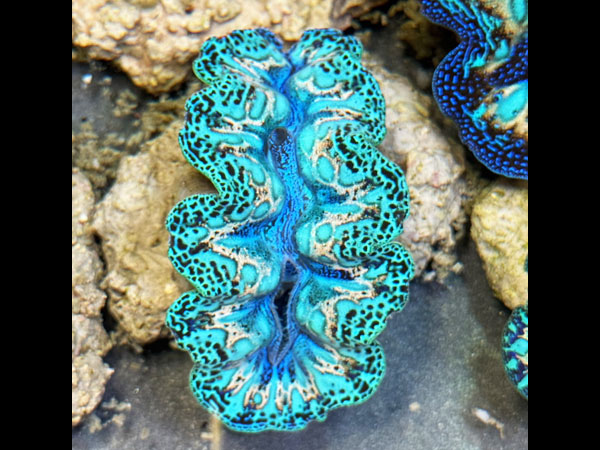 Prayclam Crosea Highest peak No.05