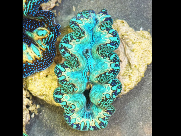 Prayclam Crosea Highest peak No.06