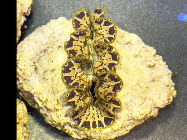 Prayclam Noae sp. No.02