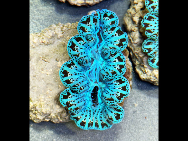 Prayclam Noae sp. No.04