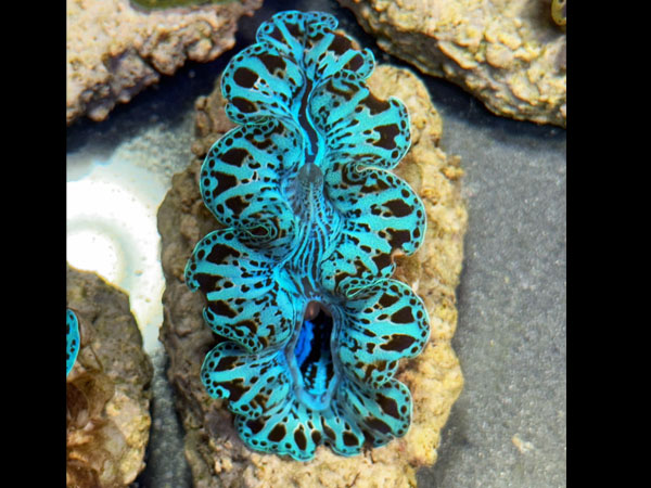 Prayclam Noae sp. No.05