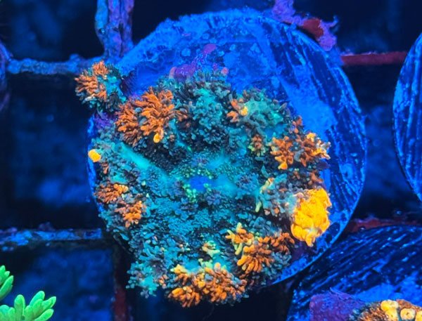 ReefRaft Asia RRA Sunkist Bounce Mushroom No.01