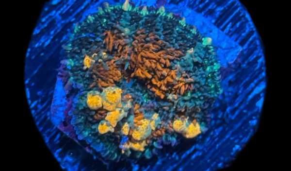 ReefRaft Asia RRA Sunkist Bounce Mushroom No.03