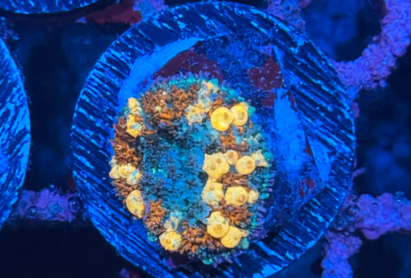 ReefRaft Asia RRA Sunkist Bounce Mushroom No.04