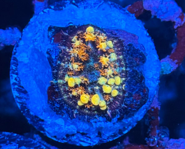 ReefRaft Asia RRA Sunkist Bounce Mushroom No.05