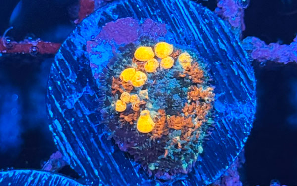 ReefRaft Asia RRA Sunkist Bounce Mushroom No.06