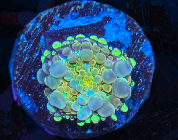 Aussie YUMA Bounce Mushroom No.09