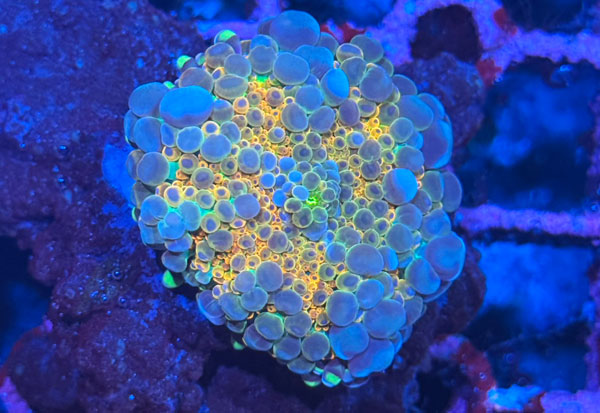 Aussie YUMA Bounce Mushroom No.10