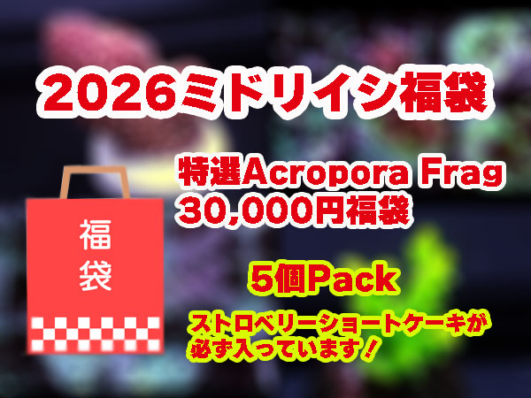 【数量限定・6万円以上の内容】Acropora Frag 福袋