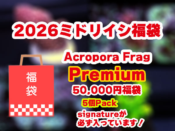【数量限定・10万円以上の内容】Acropora Frag 福袋